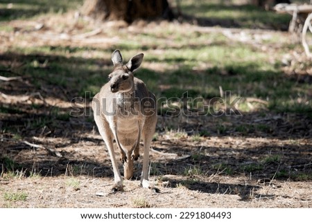 the kangaroo-Island Kangaroo has a light brown body with a white under belly