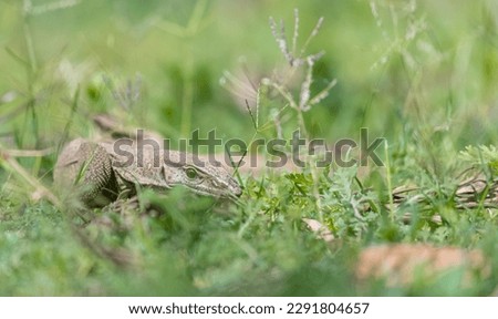 Monitor lizard (Varanus) walking on the grass at corbett tiger reserve.