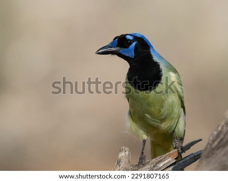 Close up of a green jay looking left with windblown feathers perched on a dead tree limb. Image has copy space.