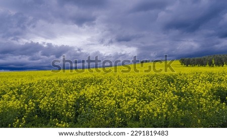 Amazing view of yellow rapeseed fields during spring season. Agricultural fields with green and yellow colors. Dark sky due to thunderstorm. Bad weather. Contrast between sky and earth. Dramatic sky Royalty-Free Stock Photo #2291819483