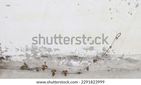 old black and white cement and concrete with plants and leaves texture background