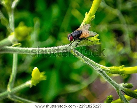 Macro shot a housefly on a jasmine plant looking beautiful Royalty-Free Stock Photo #2291825229