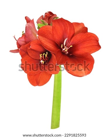 Red amaryllis flowers and buds isolated on white Royalty-Free Stock Photo #2291825593