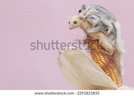 An albino sugar glider mother is eating corn that is ready to be harvested while holding her two babies. This mammal has the scientific name Petaurus breviceps.