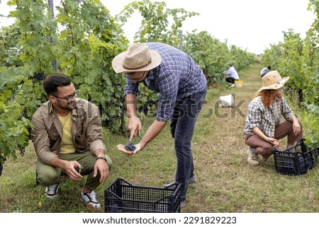 Group of young people picking grapes in vineyard and put in crate with smile on face Royalty-Free Stock Photo #2291829223