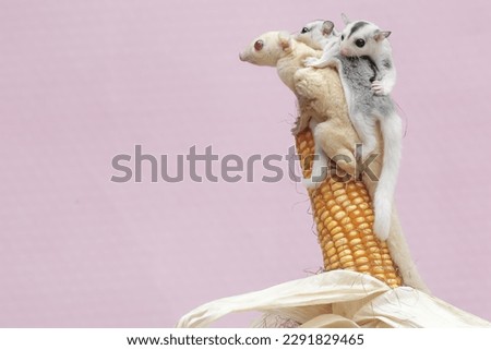 An albino sugar glider mother is eating corn kernels while holding her two babies. This mammal has the scientific name Petaurus breviceps.