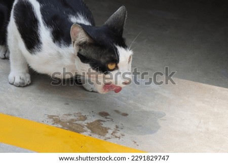 A cat is eating delicious food next to a big car