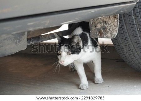 A cat is eating delicious food next to a big car
