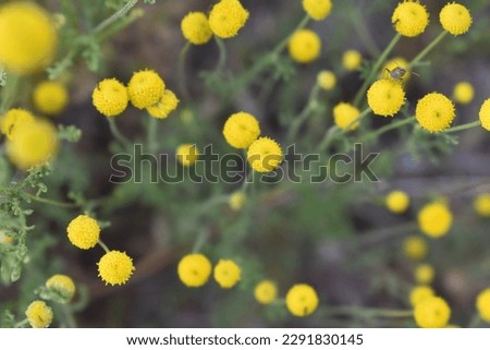 Yellow Ball Flowers on Globe Chamomile Stinknet n Arizona Yard. High quality photo