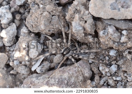Big Wolf Spider Crawling in Rocks on Ground in Arizona . High quality photo