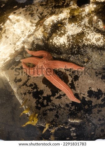 starfish on a rock underwater