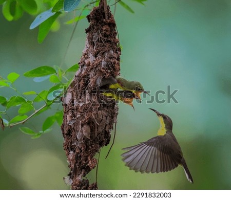 The mother sun bird is feeding the young in the nest. The mother and father of the sun bird will take turns to find food for their young.