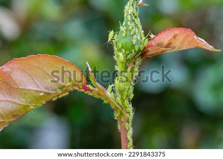 Colony of green aphids on a rose branch. Royalty-Free Stock Photo #2291843375