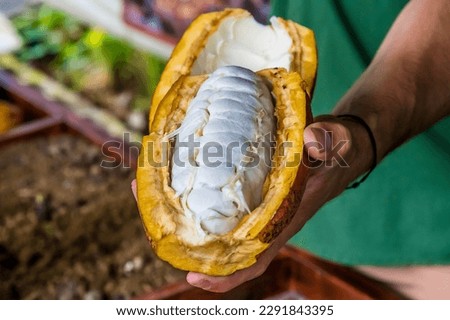 A view of the inside of a cocao pod in La Fortuna, Costa Rica during the dry season Royalty-Free Stock Photo #2291843395