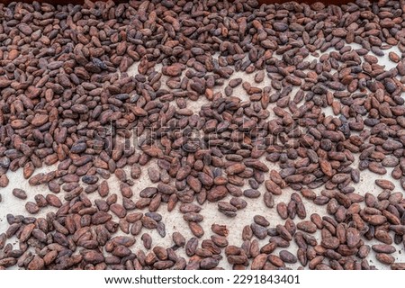 A view of cocao beans after removal from the pod and drying in La Fortuna, Costa Rica during the dry season Royalty-Free Stock Photo #2291843401