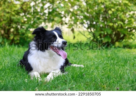 Dog breed Border Collie lying in the garden on green grass