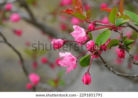 Pictures of pink honkaidou flowers.
