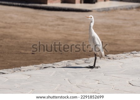 single baby white egret standing on a path from a resort in egypt