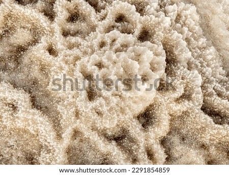Background, texture. Salt corals of the Dead Sea. Natural drawings from salt