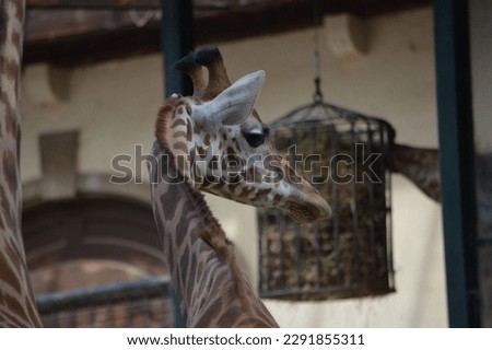 Side profile of a majestic giraffe with a beautiful fur and pattern