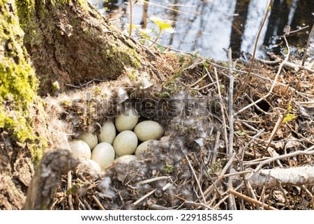 natural selection, protection of the wild animal world, environmental protection, nature of the planet earth, rescue of birds, eggs in the nest of a wild bird, duck laying, breeding, reproduction