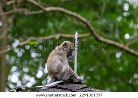  Juvenile long-tailed macaque playing with lightning rod.