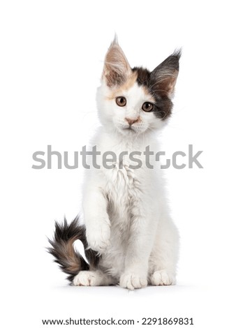 Pretty blue tortie Maine Coon cat kitten, sitting up facing front with one paw playful in air. Looking towards camera. Isolated on a white background. Royalty-Free Stock Photo #2291869831