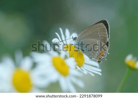 A sloe hairstreak butterfly sitting on a white flower. Satyrium acaciae
