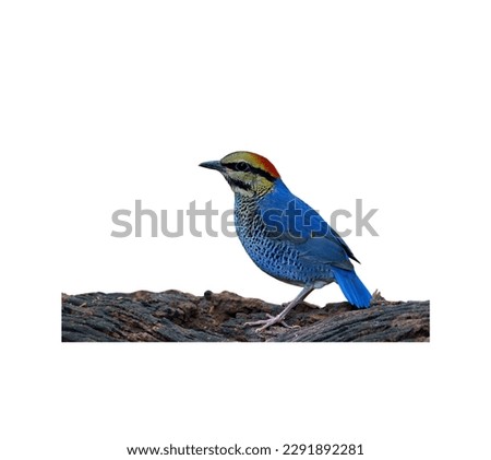Bird pictures with no background