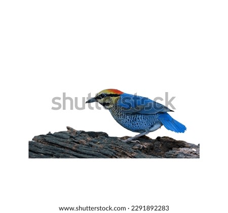 Bird pictures with no background