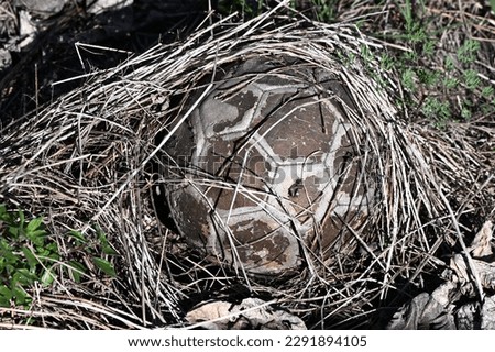 An overgrown leather football in the garden of an abandoned house in Spain.