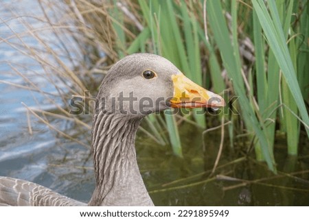 head shot of goose on lake. Greylag goose portrait. water bird close up 