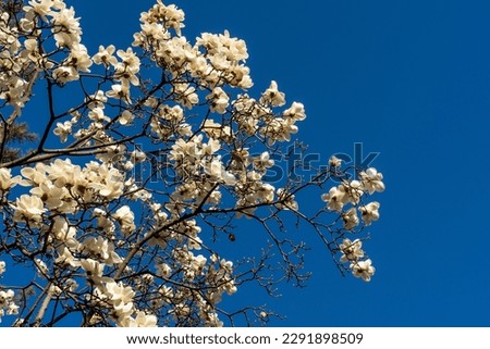 Yulan magnolia blossoms in blue sky, white flowers.