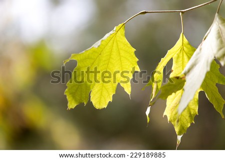 autumn leaves in nature
