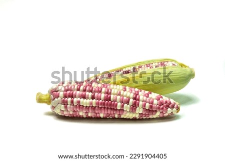 Fresh corn ears. Colorful kernels. Isolated. On white background. Isolated Royalty-Free Stock Photo #2291904405