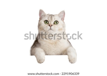 Funny white cat peeks out with front paws because of something Royalty-Free Stock Photo #2291906339