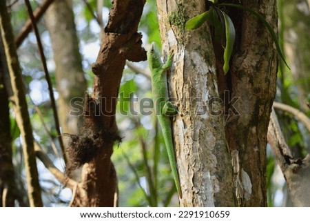 Green fiji iguana on a tree trunk in zurich zoo