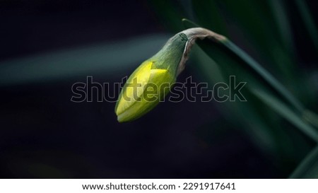 Panoramic picture with daffodils.
Buds of narcissus on a dark background.Bright yellow flowers on a black background.Buds close up.