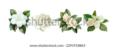 Jasmin flowers watercolor set. Realistic white flowers drawing for mother day, greeting card and spring. Vector illustration Royalty-Free Stock Photo #2291918863