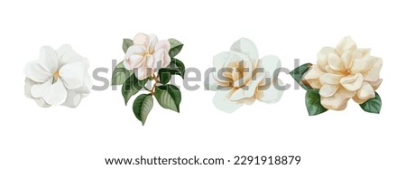 Jasmin flowers watercolor set. Realistic white flowers drawing for mother day, greeting card and spring. Vector illustration Royalty-Free Stock Photo #2291918879