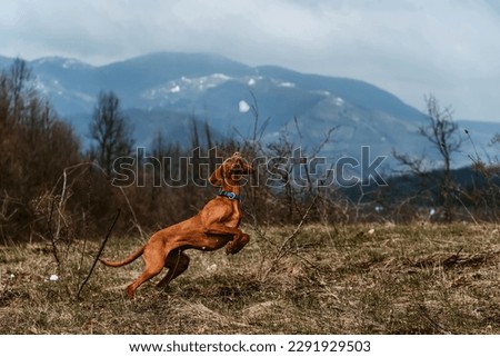 Vizsla dog catching snowball in mountain valley. Golden rust hungarian pointer playing with snow ball in nature during hiking trip. Pet-friendly outdoor activities and travel with pets concept.
