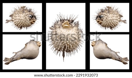 composition of images of blowfish and porcupine fish