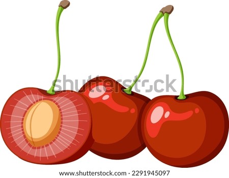 Red Cherry Cross-Section Vector illustration