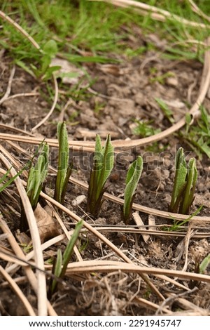 In early spring, the medicinal plant Inula emerges from the ground