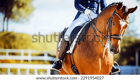 A beautiful bay horse with a rider in the saddle walks in a paddock with a white fence on a sunny summer day. Equestrian sports. Horse riding. Royalty-Free Stock Photo #2291954027