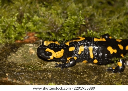 Fire Salamander on a rock