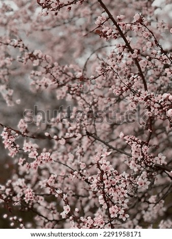 Nature, parks, flowers, spring, Branches