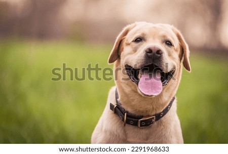 Closeup photo of a Labrador retriever dog head in the nature