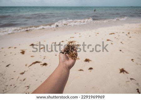 Hand holding sargassum on a beach in Cancun Mexico