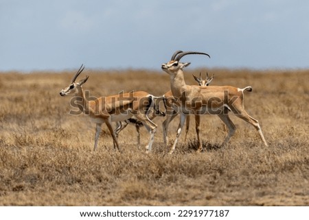 Wild Thomson's gazelles in serengeti national park Royalty-Free Stock Photo #2291977187